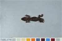 藏品(鉛山壁虎)的圖片